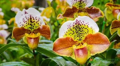Купить Орхидея Фаленопсис микс 45/12, разные виды, готовые композиции!
