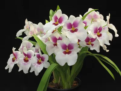 Фото: загадочные орхидеи: цветы романтиков и мистиков