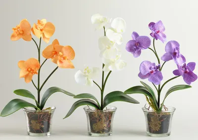 Уникальные сорта и виды орхидей: названия, фото | Цветница | Дзен