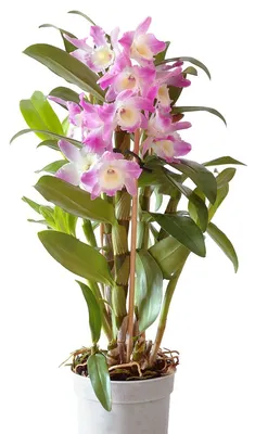 Орхидея дендробиум: описание процесса размножения, ухода, посадки и  выращивания цветка семенами или черенками + фото всех видов и сортов