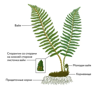 Папоротники, обзор о видах. Уход в домашних условиях. Фото — Ботаничка