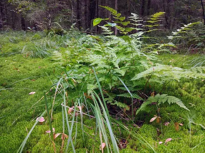Interesting about fern - Некоторые виды папоротников часто путают с  лианами. Они обвивают стволы с деревьев и свисают с них. В результате со  стороны можно подумать, что это совершенно другое растение. Однако