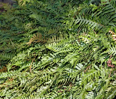 Многие виды папоротников растут на деревьях в тропических лесах Стоковое  Фото - изображение насчитывающей пущи, больш: 199457954