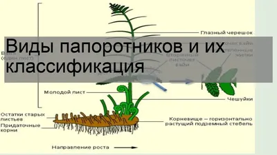 Страусник. Полезный папоротник - «Регион». Журнал о Республике Коми