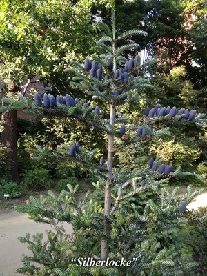 Пихта Одноцветная (Abies concolor)