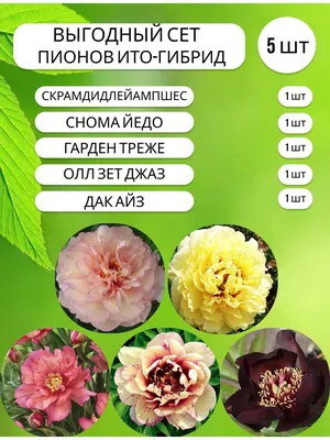 I fiori - Paeonia, пион. Всеми любимые пионы, воздушные зефирные,  благоухающие, ароматные завершили свой сезон и порадуют нас своей красотой  с мая месяца следующего года. Интересные факты о пионах🤍 •Некоторые виды  пионов