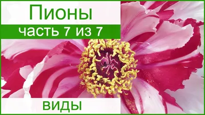 Таких пионов, как в горах, найти нигде не могу». Опытная дачница из  Бобруйска рассказала про уход за этими цветами | bobruisk.ru