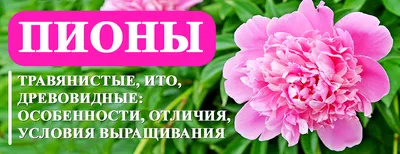 Пионы: виды, особенности и как правильно выбрать букет | Наша Газета |  Екатеринбург, Свердловская область