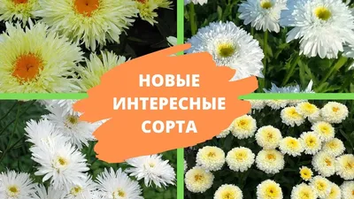 Цветы, похожие на ромашку: фото и названия садовых растений - Форум Все  сорта