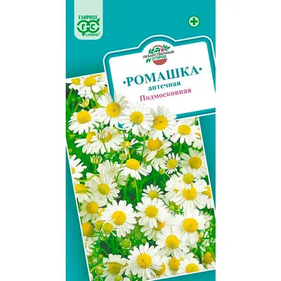 Ромашки садобыве купить для сада Киев купить ромашки для сада киев ромашки  сортовые купить киев ромашки для сада