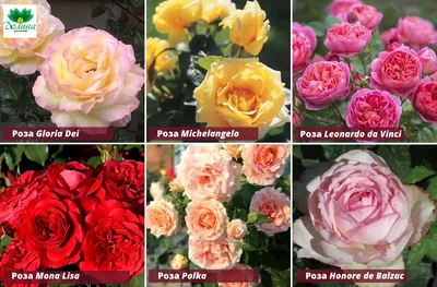 Разные виды роз: весенняя обрезка | Наталья Кудрявцева | Дзен