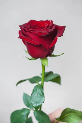 Букет роз сорта Рагаза купить в Твери по цене 1400 рублей | Камелия