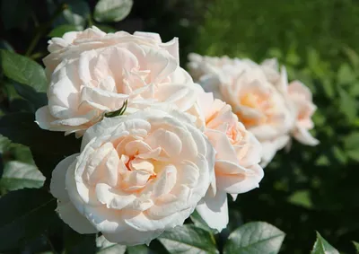 Сорта роз. Флорибунда. Чайно-гибридные розы. Грандифлора. Обзор  fiftyflowers.ru