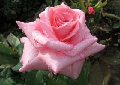 Сорта роз. Флорибунда. Чайно-гибридные розы. Грандифлора. Обзор  fiftyflowers.ru