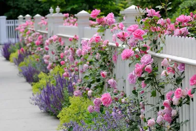 Сорта роз. Флорибунда. Чайно-гибридные розы. Грандифлора. Обзор  fiftyflowers.ru