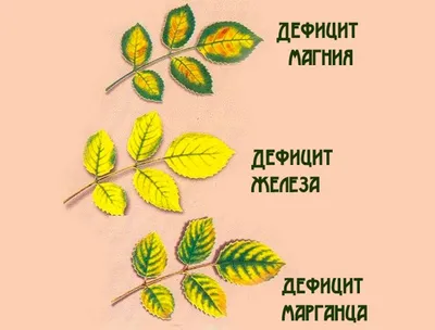 РОЗА МОНДИАЛЬ • MoreRoz.By