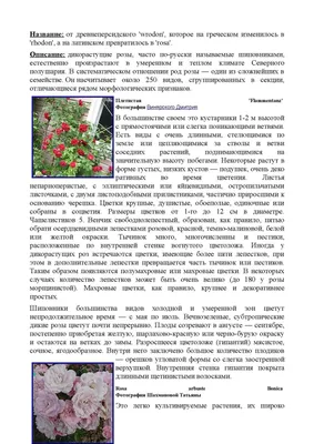 Классификация роз для новичков