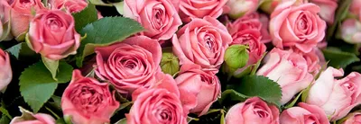 Типы роз: садовые розы и стандартные розы