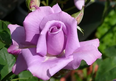 Садовые розы: виды и сорта | Radiant Berry