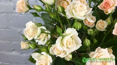 Всё про кустовые розы в букета: сорта, отличия и уход | Во Имя Розы