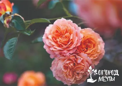 Садовые розы: виды и особенности выращивания» — создано в Шедевруме