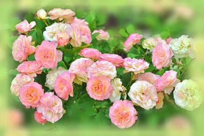 Изысканные и неприхотливые розы-шрабы: лучшие сорта и виды | Огород Мечты |  Дзен