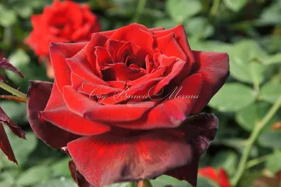 Розы садовые: 25 фото, названия, разновидности, классификация роз с  описанием, уход