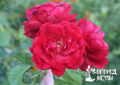 Кенийские розы - Milele Flowers - кенийские розы оптом, купить цветы оптом  от производителя с доставкой в Ваш регион