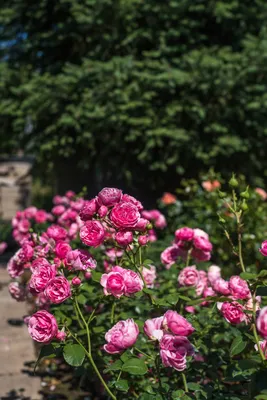 Как укрыть садовые розы на зиму, чтобы они не погибли от морозов? Подбираем  лучшие виды укрытия для разных сортов роз! | Огород Мечты | Дзен
