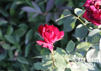 Новые сорта роз | Оптовые эквадорские розы | Свежесрезанный от Ecoroses