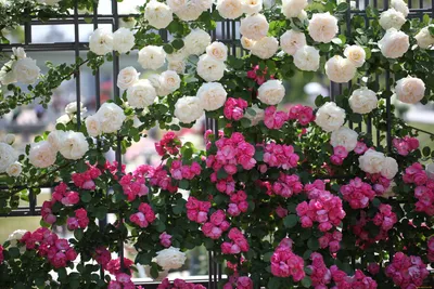 Всё про кустовые розы в букета: сорта, отличия и уход | Во Имя Розы