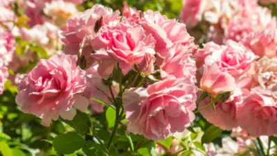 Какие розы посадить в саду? Виды садовых роз. Обсуждение на LiveInternet -  Российский Сервис Онлайн-Дневников