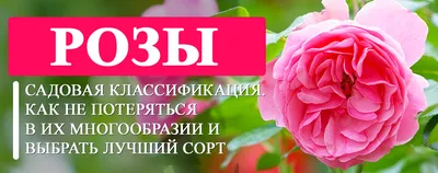 Сорта роз - Интернет-магазин \"Студия цветов 45\"