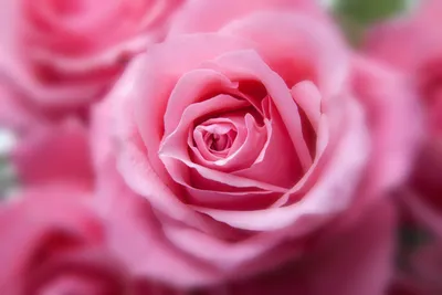 Фотографии красивых цветов розы в саду на даче