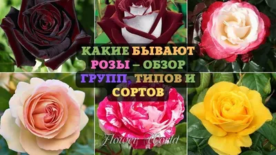 Болезни роз и их лечение | Blog.Florium