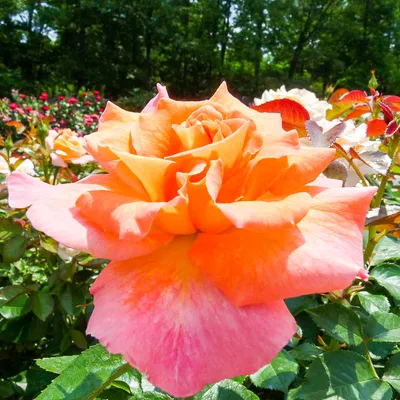 Самые высокие сорта роз читайте на сайте Premium-flowers