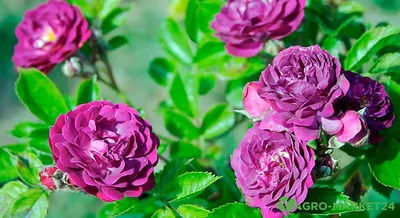Как сажать розы: когда лучше и в какой грунт, пошаговая инструкция | РБК  Life