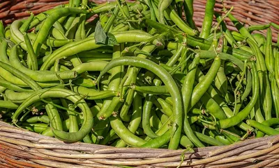 Выращивание разнообразных видов бобовых в Украине - GreenMarket