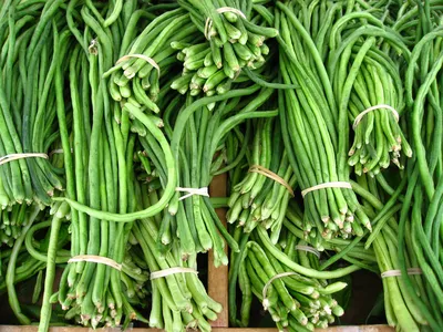 Посадка спаржевой фасоли: как сажать спаржевую фасоль - Agro-Market