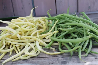 Фасоль Спаржевая кустовая 3гр п/с