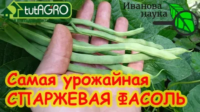 Советы по выращиванию спаржевой фасоли
