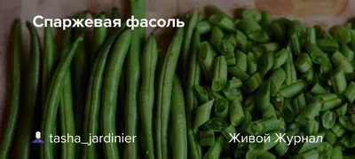 Семена фасоли спаржевой Вера, 10 шт | Купить Семена спаржевой фасоли с  доставкой по почте или курьером по Украине ✓ Innova Seeds Co. (США) |  AgroRancho.com.ua