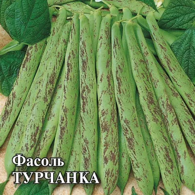 Семена Фасоль спаржевая Сакса без волокна 615 : описание сорта, фото -  купить с доставкой или почтой России