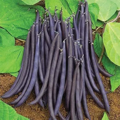 ✓ Семена Фасоль спаржевая Турчанка, 100г, Гавриш, Фермерское подворье по  цене 183,20 руб. ◈ Большой выбор ◈ Купить по всей России ✓ Интернет-магазин  Гавриш ☎ 8-495-902-77-18
