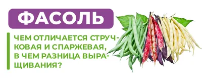 Семена спаржевой фасоли Гавриш 156149789 купить за 192 ₽ в  интернет-магазине Wildberries