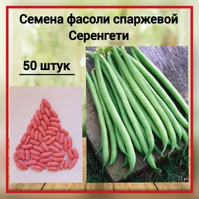 Фасоль: чем отличается стручковая и спаржевая, в чем разница выращивания