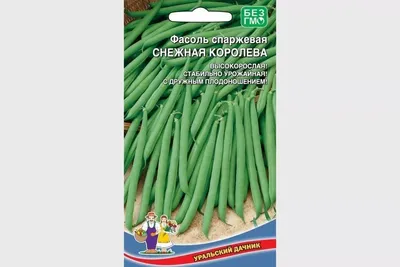 Технология выращивания фасоли, выращивание фасоли