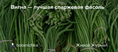 Сорта спаржевой фасоли: фото и описание, разновидности, агротехника