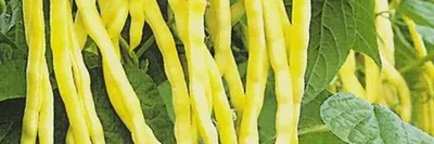 Выращивание разнообразных видов бобовых в Украине - GreenMarket