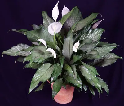 Спатифиллум (лат. Spathiphyllum), d 6,5 | Flowers Valley